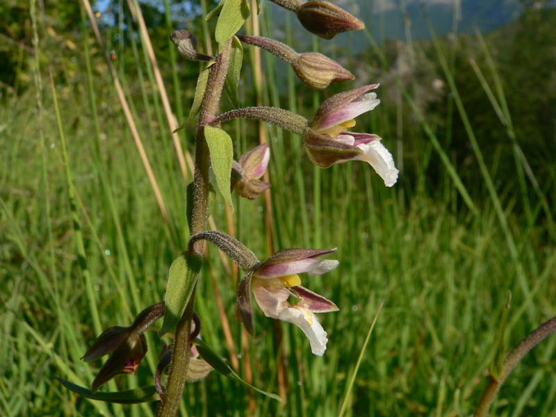 Epipactis palustris